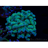 WYSIWYG Euphyllia paraancora (Maricultura aclimatada bajo LED) 4F6