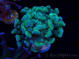 WYSIWYG Euphyllia paraancora (Mariculture acclimated under LED) 4F5