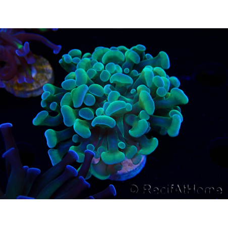 WYSIWYG Euphyllia paraancora (Marikultur akklimatisiert unter LED) 4F5