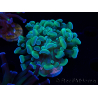 WYSIWYG Euphyllia paraancora (Mariculture acclimaté sous LED) 4F5