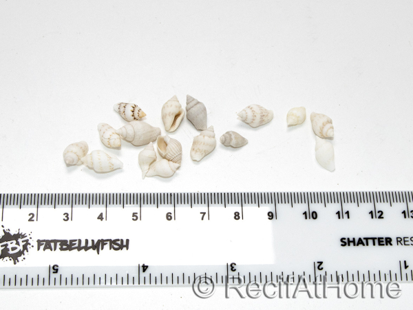 10 mini White Nassa Shells for Hermit Crab