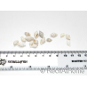 10 mini Coquilles Nassa Blanche pour Bernard l'hermite 