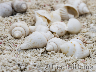 10 mini Coquilles Nassa Blanche pour Bernard l'hermite 