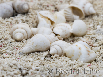 10 mini White Nassa Shells for Hermit Crab