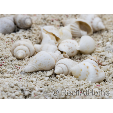 10 mini White Nassa Shells for Hermit Crab