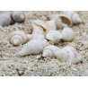 10 mini Coquilles Nassa Blanche pour Bernard l'hermite 