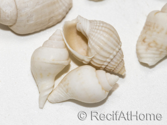 10 mini Coquilles Nassa Blanche pour Bernard l'hermite 