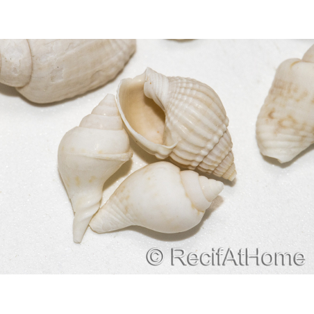 10 mini White Nassa Shells for Hermit Crab