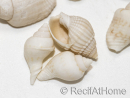 10 mini White Nassa Shells for Hermit Crab