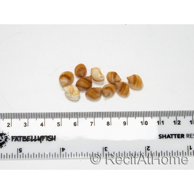 10 Mini Pink Nassa Shells for Hermit Crabs