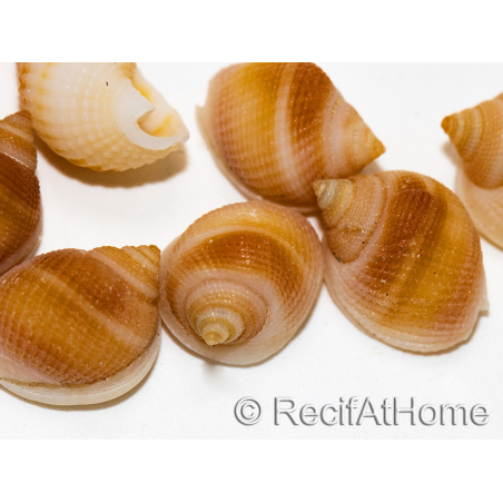 10 Mini Coquilles Nassa Rose pour Bernard l'hermite 