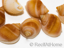 10 Mini Coquilles Nassa Rose pour Bernard l'hermite 