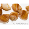 10 Mini Pink Nassa Shells for Hermit Crabs