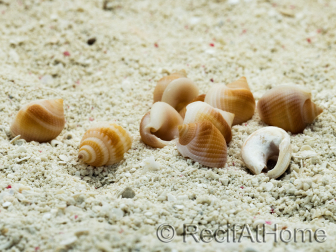 10 Mini Coquilles Nassa Rose pour Bernard l'hermite 