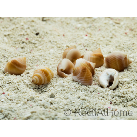 10 Mini Coquilles Nassa Rose pour Bernard l'hermite 