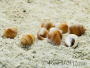 10 Mini Pink Nassa Shells for Hermit Crabs