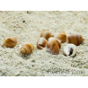 10 Mini Pink Nassa Shells for Hermit Crabs