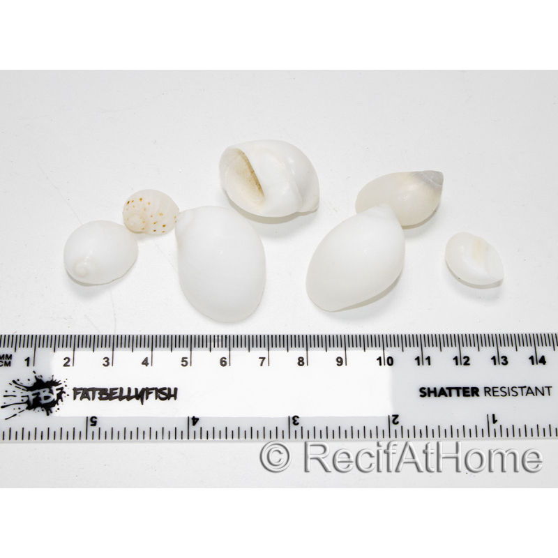 10 weiße Muscheln für den Einsiedlerkrebs