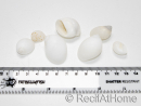 10 Coquilles blanches pour Bernard l'ermite