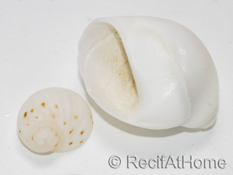 10 Coquilles blanches pour Bernard l'ermite
