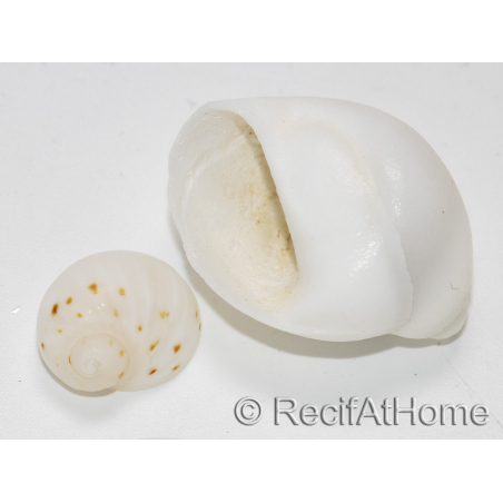 10 Coquilles blanches pour Bernard l'ermite
