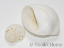 10 Coquilles blanches pour Bernard l'ermite