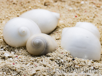 10 Coquilles blanches pour Bernard l'ermite