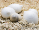 10 Conchiglie bianche per il paguro Bernardo