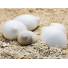 10 weiße Muscheln für den Einsiedlerkrebs