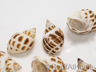 5 Conchiglie Babylonia per Bernardo l'eremita