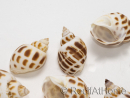 5 Conchiglie Babylonia per Bernardo l'eremita