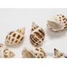 5 Babylonia Shells for Hermit Crab