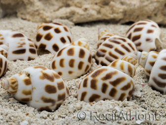 5 Conchiglie Babylonia per Bernardo l'eremita
