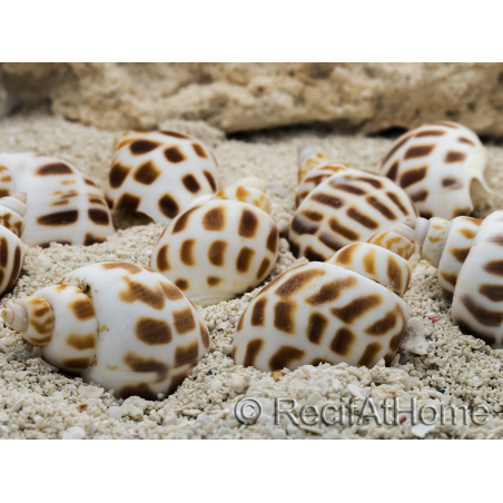 5 Conchas Babylonia para el cangrejo ermitaño