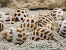 5 Conchiglie Babylonia per Bernardo l'eremita