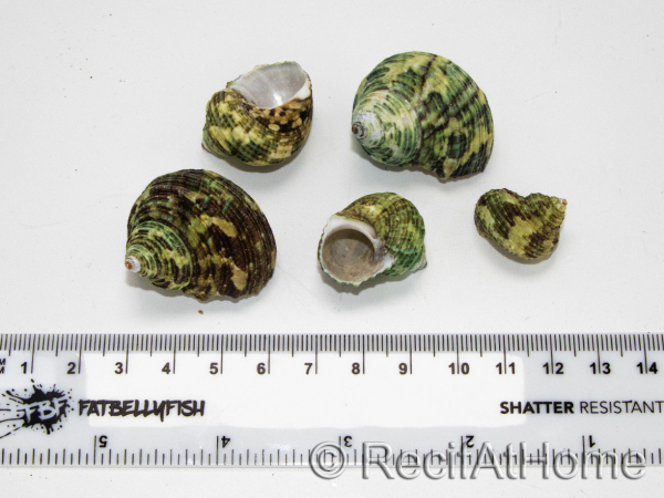 5 Turbo-Schalen für Einsiedlerkrebse