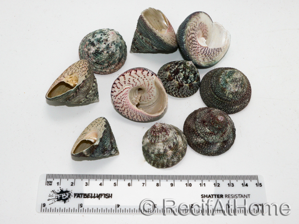 5 Coquilles Trochus lineatus pour Bernard l'hermite