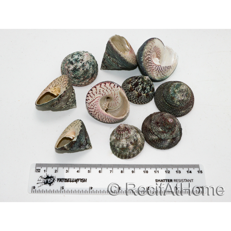 5 Trochus lineatus shells for the hermit crab