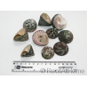 5 Trochus lineatus shells for the hermit crab