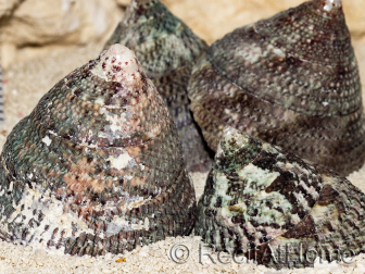 5 Schalen von Trochus lineatus für den Einsiedlerkrebs