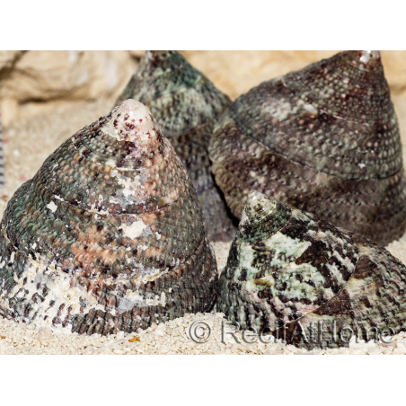 5 Schalen von Trochus lineatus für den Einsiedlerkrebs