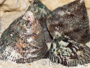 5 Trochus lineatus shells for the hermit crab