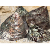 5 Trochus lineatus shells for the hermit crab