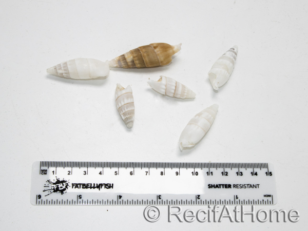5 Cerithium vergatus shells for hermit crabs