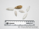 5 Cerithium vergatus shells for hermit crabs