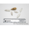 5 Cerithium vergatus Muscheln für Einsiedlerkrebse