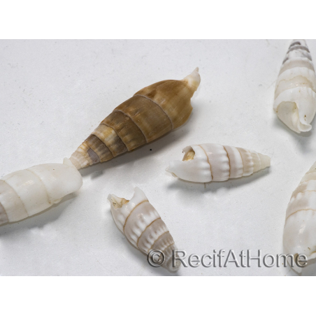 5 Coquilles Cerithium vergatus pour bernard l'ermites