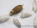 5 Cerithium vergatus shells for hermit crabs