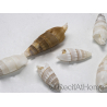 5 Cerithium vergatus Muscheln für Einsiedlerkrebse
