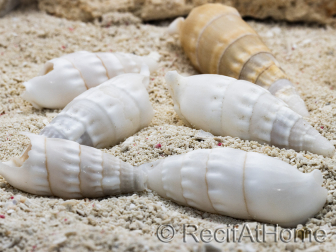 5 Coquilles Cerithium vergatus pour bernard l'ermites